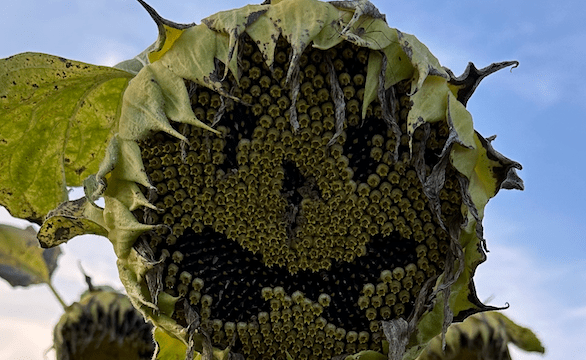 Smiling sunflower head with blue sky