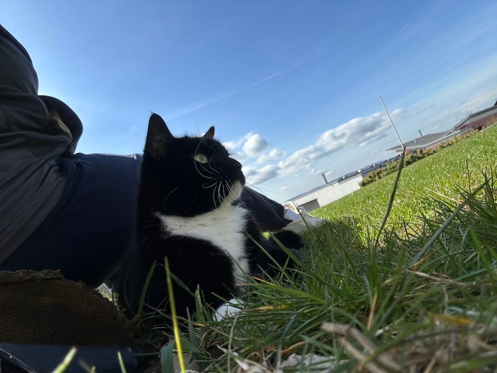 Cat is chilling in the grass on a sunny day. 