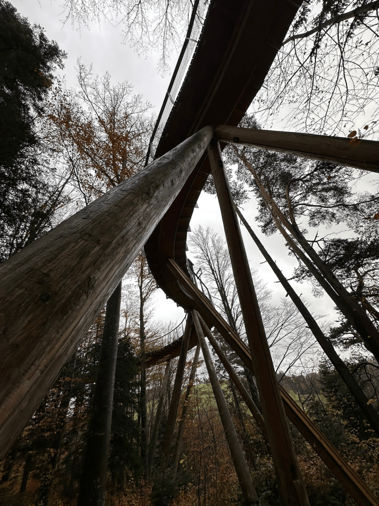Treetop walkway pictured from the ground